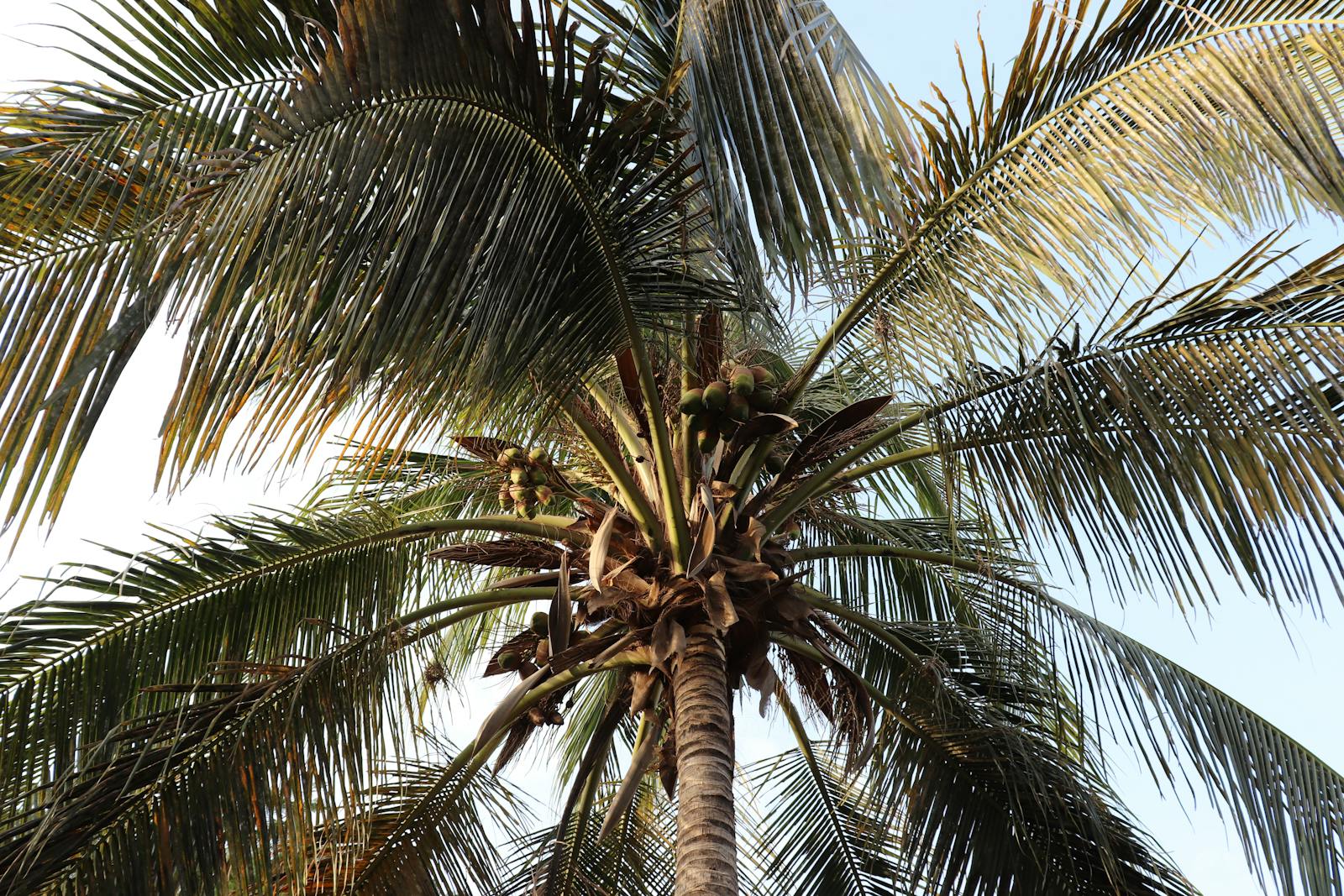 Coconut Leaf